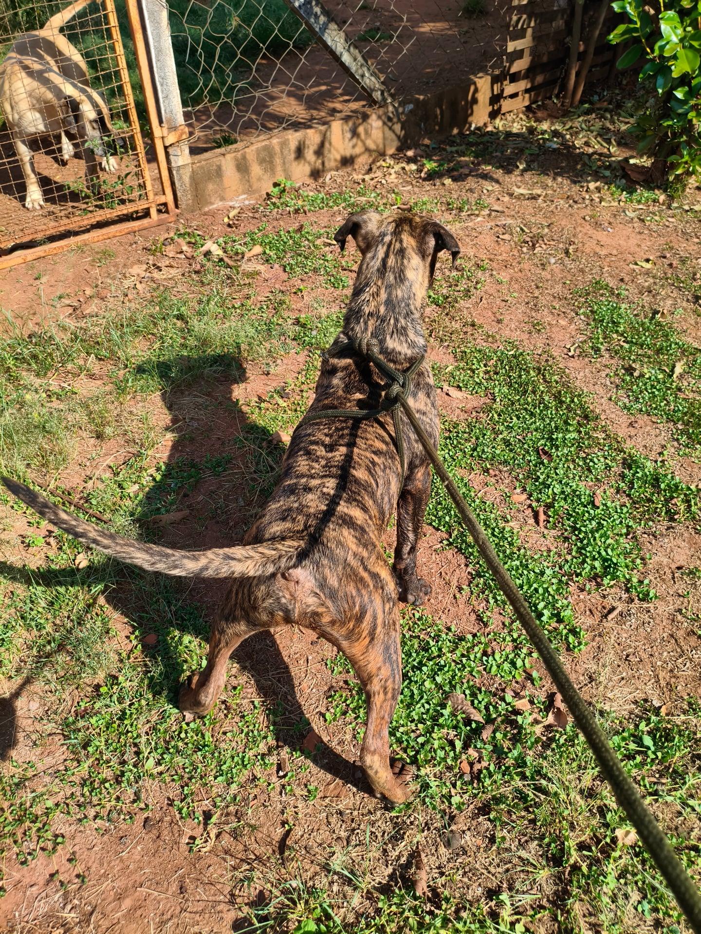 RAVI KENNEL CASA DOS PRESAS — foto 4