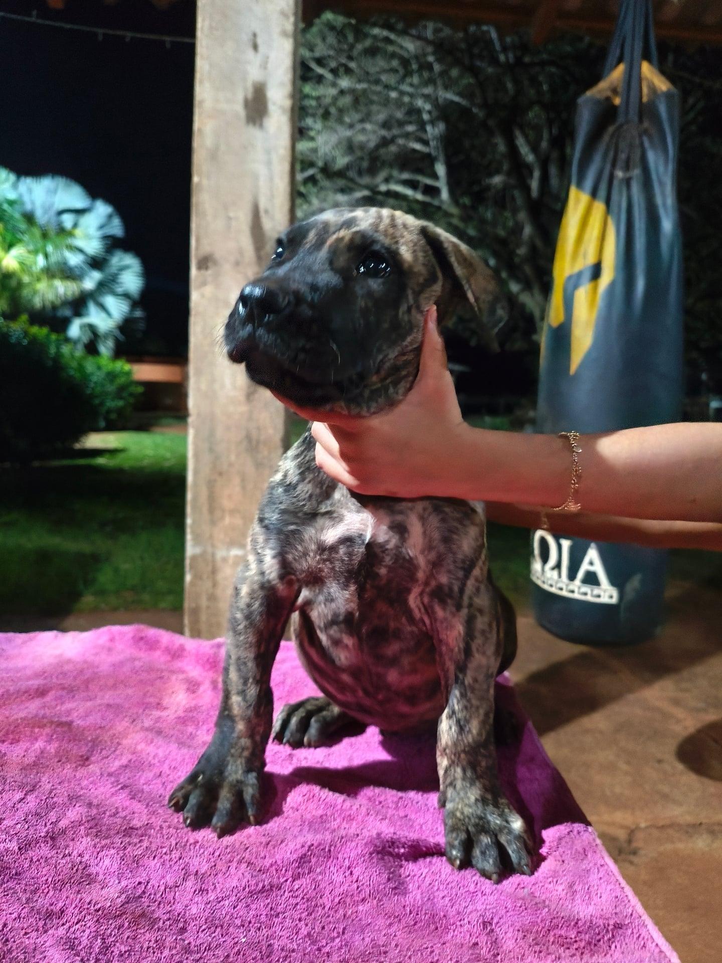 RAVI KENNEL CASA DOS PRESAS