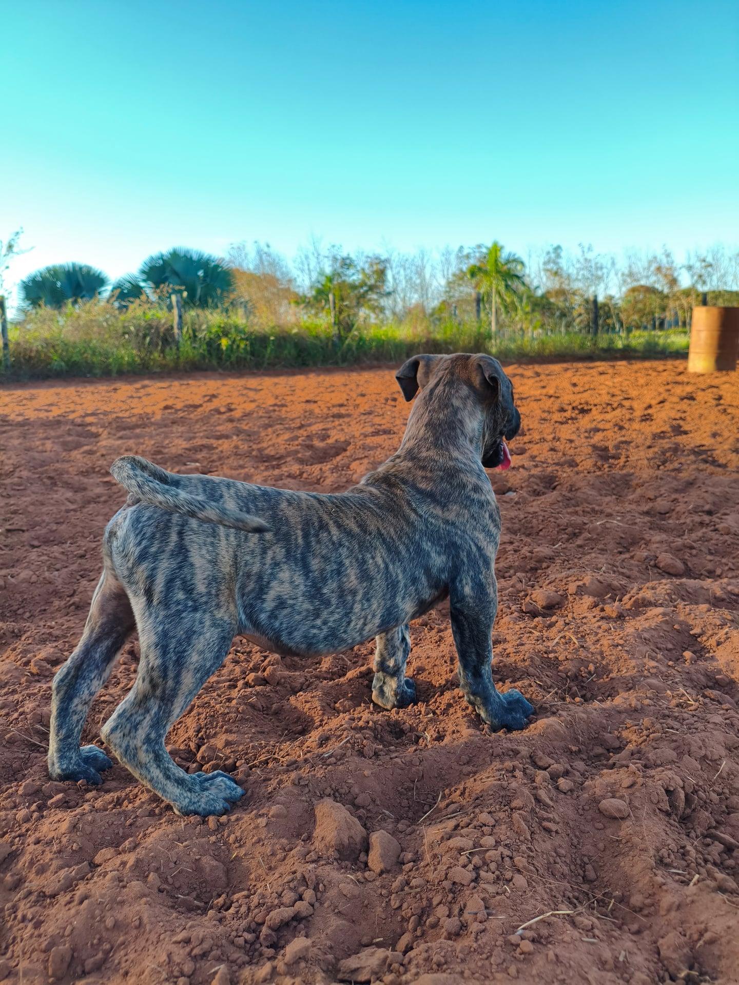RAVI KENNEL CASA DOS PRESAS — foto 4